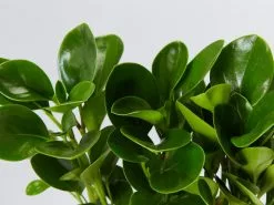All About Peperomia Pack - Large -Plants in a Box Sales Shop PeperomiaObtusifoliaLime detail e529b03f 6714 40d1 a833 e123fd1bc798