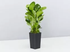 Peperomia Obtusifolia Lime -Plants in a Box Sales Shop PeperomiaObtusifoliaLime single 23c905f5 8970 44bb 84ae 4f0f9a610ecc