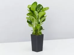Back-To-School Classroom Box - Indoor Plants -Plants in a Box Sales Shop PeperomiaObtusifoliaLime single 7cad1688 a82c 46cb ae7c f6235e39c761