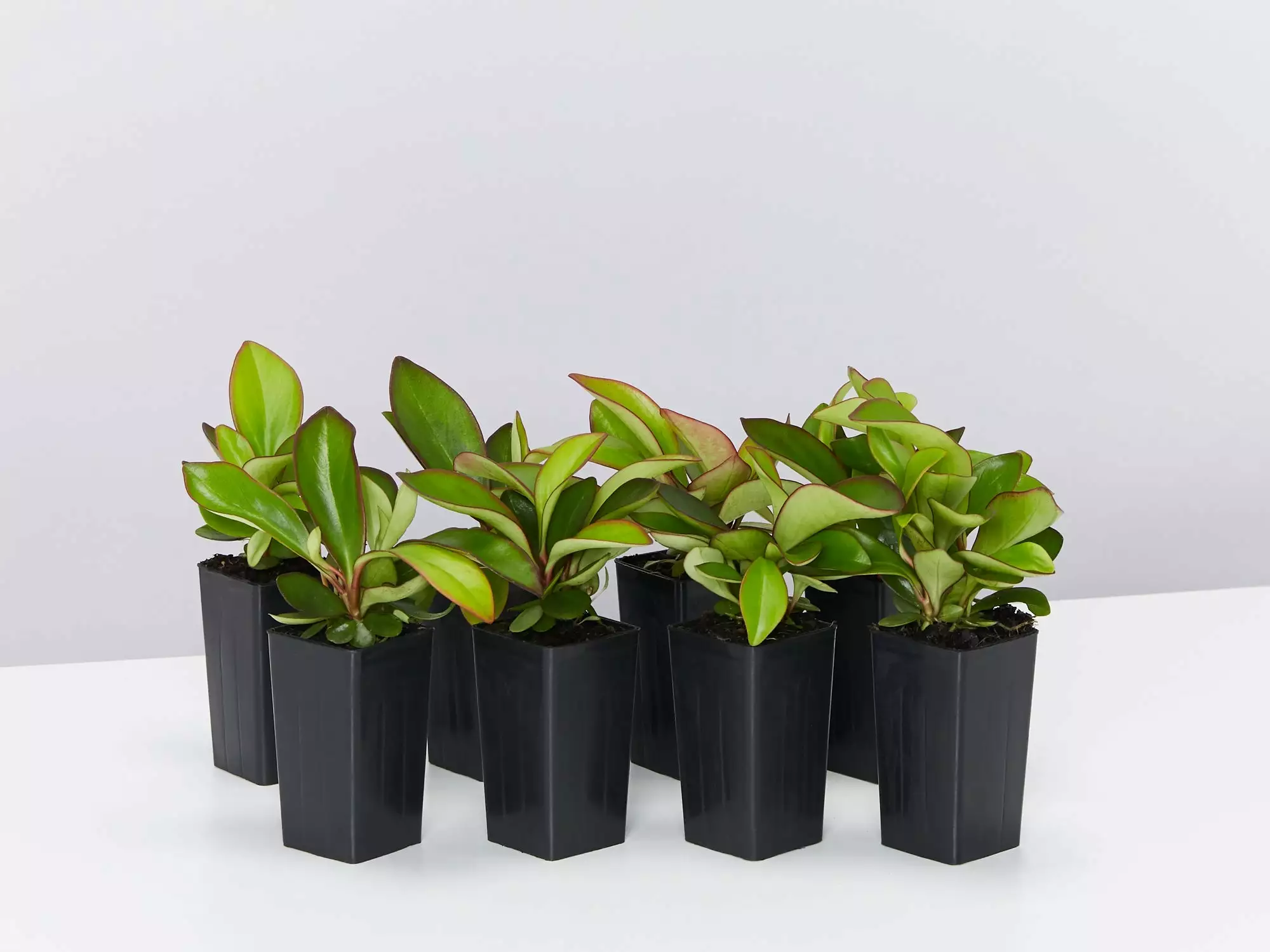 Peperomia Clusiifolia Red Edge 3 Peperomia Clusiifolia Red Edge