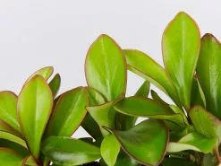 Peperomia Clusiifolia Red Edge 9 Peperomia Clusiifolia Red Edge -Plants in a Box Sales Shop PeperomiaObtusifoliaRedEdge detail 62a75be8 d6f9 4a61 a574 35f342f751d1