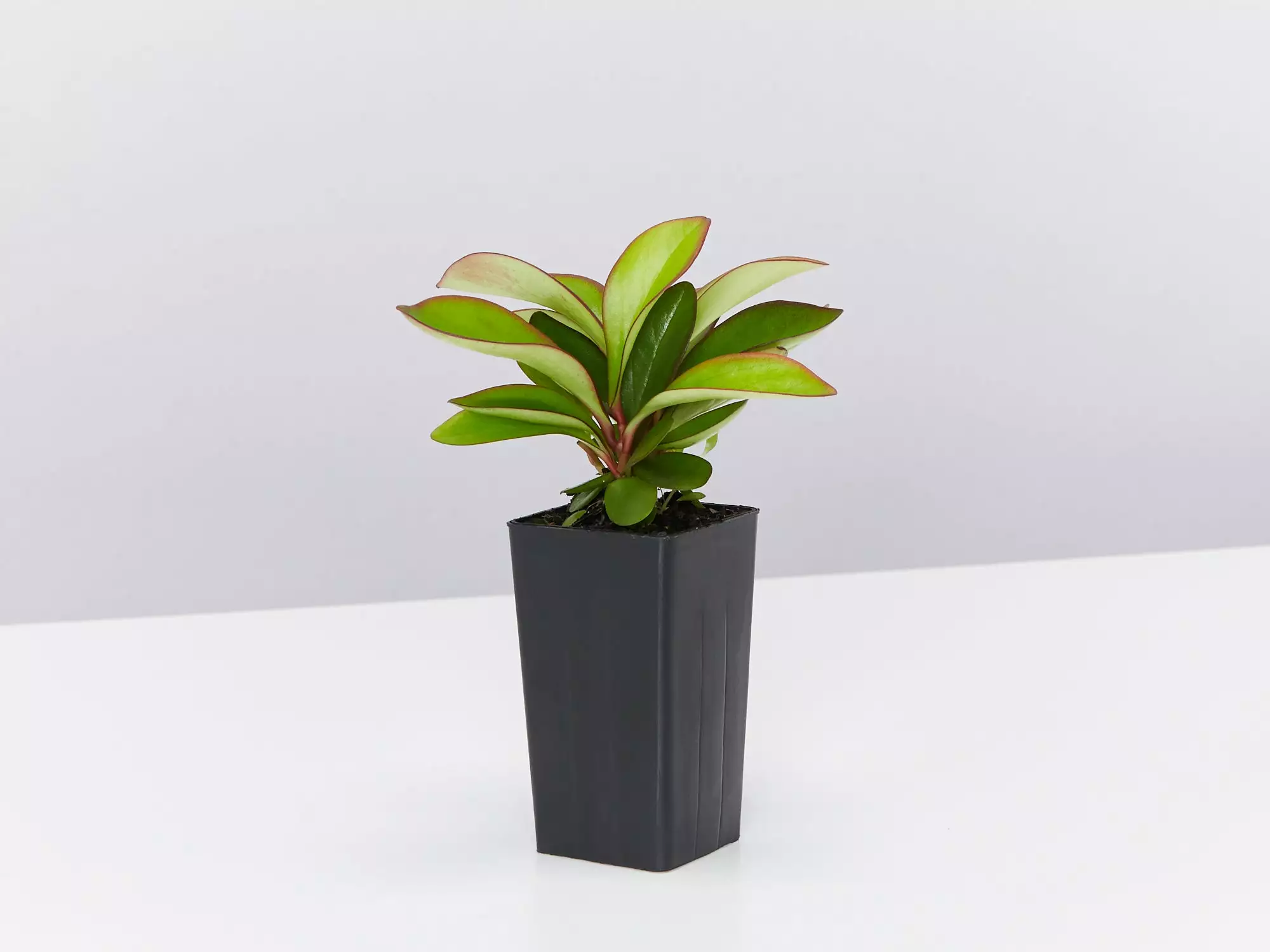 Peperomia Clusiifolia Red Edge 4 Peperomia Clusiifolia Red Edge - Image 2