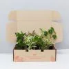All About Peperomia Pack