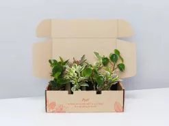All About Peperomia Pack