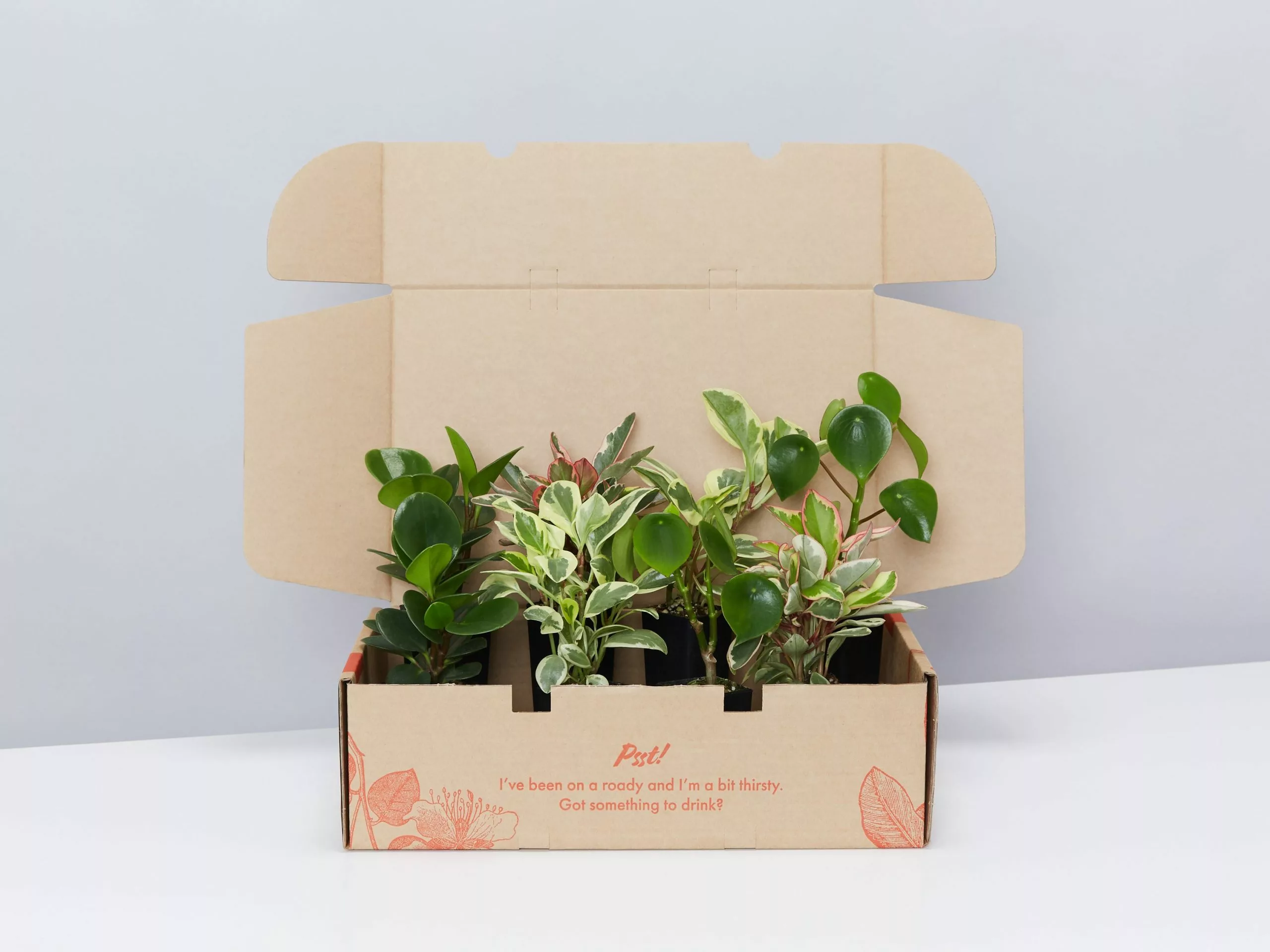 All About Peperomia Pack 3 All About Peperomia Pack