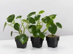 The Coin Leaf Peperomia Plant Box -Plants in a Box Sales Shop PeperomiaPolybotrya 3plants d2a3f9d0 983e 4e56 a745 39f81c6d88f7