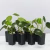 The Coin Leaf Peperomia Plant Box -Plants in a Box Sales Shop PeperomiaPolybotrya 8plants e5aa55f7 9cbb 4007 8c35 35cb9e0029b5