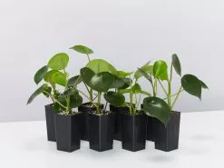 The Coin Leaf Peperomia Plant Box