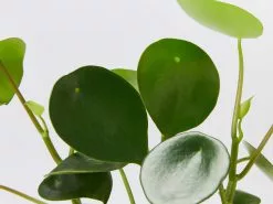 The Coin Leaf Peperomia Plant Box -Plants in a Box Sales Shop PeperomiaPolybotrya detail 52ebc74f 1a78 46db 9cc8 0437983ea98c