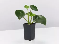 All About Peperomia Pack 16 All About Peperomia Pack -Plants in a Box Sales Shop PeperomiaPolybotrya single 2ad44f2e fe0d 43b6 be80 7da9f0312be6