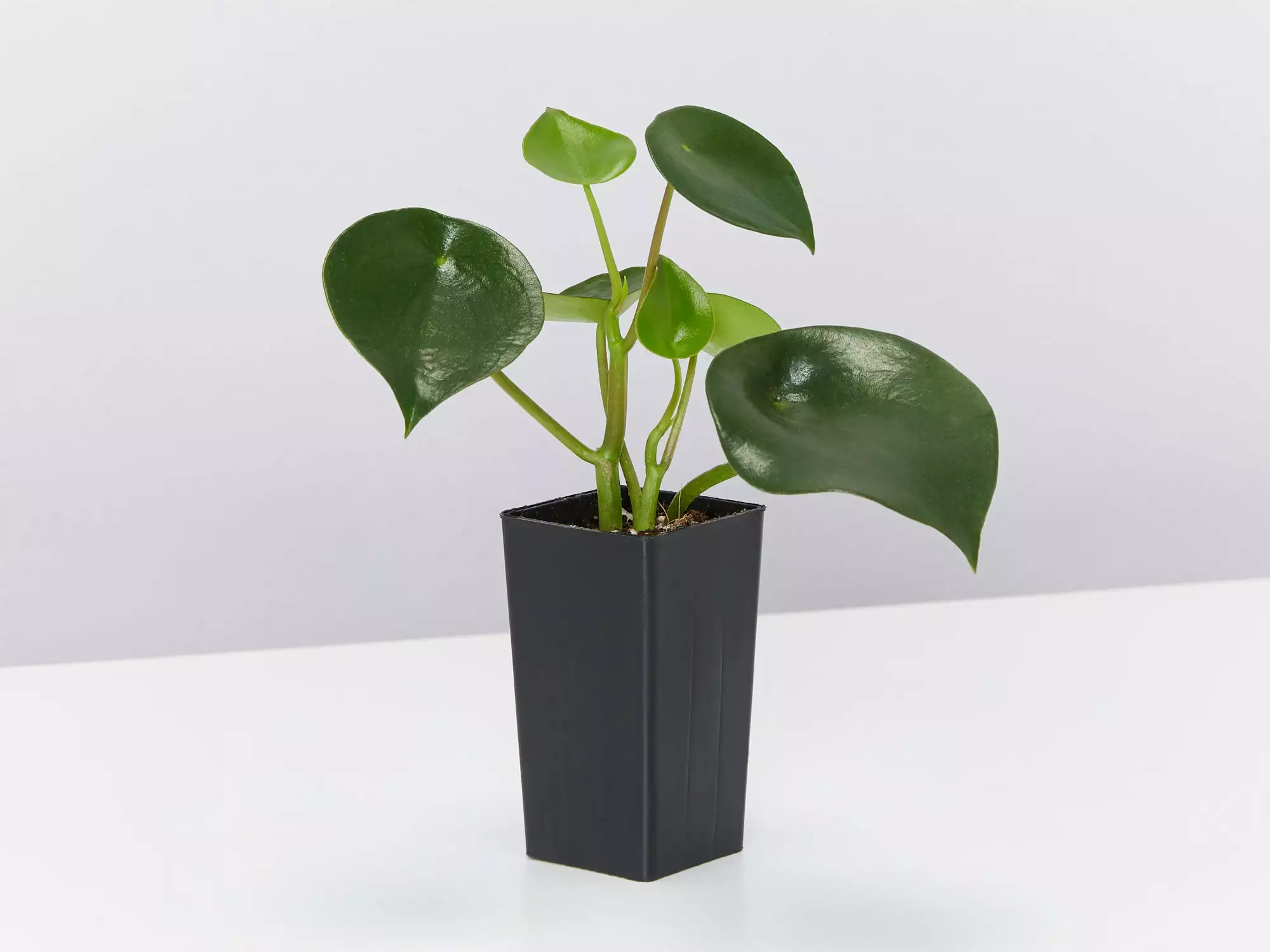 All About Peperomia Pack 8 All About Peperomia Pack - Image 6