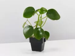 The Coin Leaf Peperomia Plant Box -Plants in a Box Sales Shop PeperomiaPolybotrya single 3828e6d4 c0c8 4da4 b5fd 8a9b0c936b52
