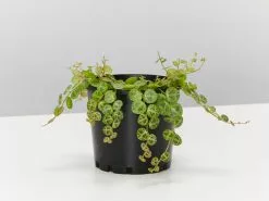 Peperomia Prostrata The String Of Turtles ðŸ¢