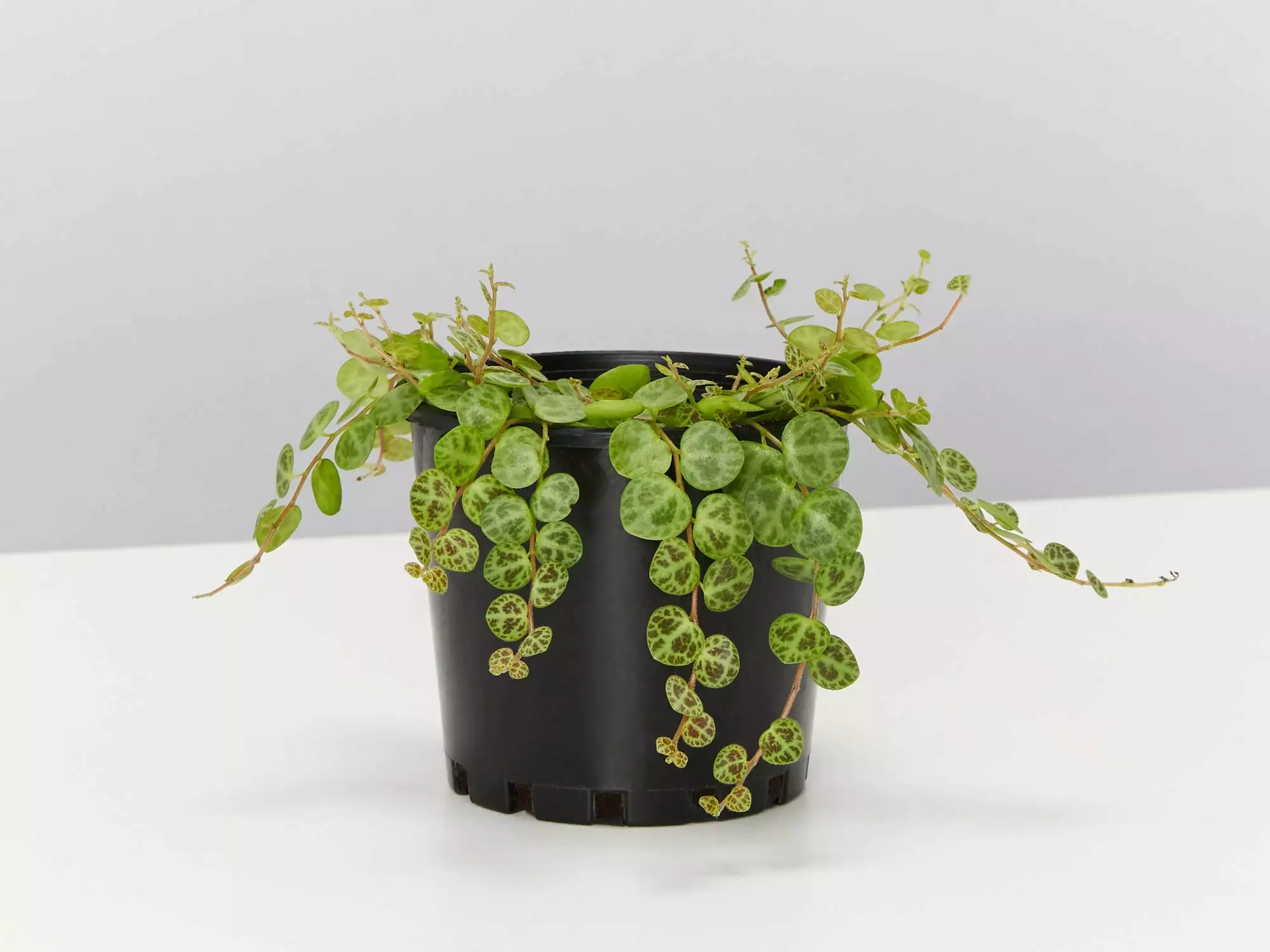 Peperomia Prostrata The String Of Turtles 🢠3 Peperomia Prostrata The String Of Turtles ðŸ¢