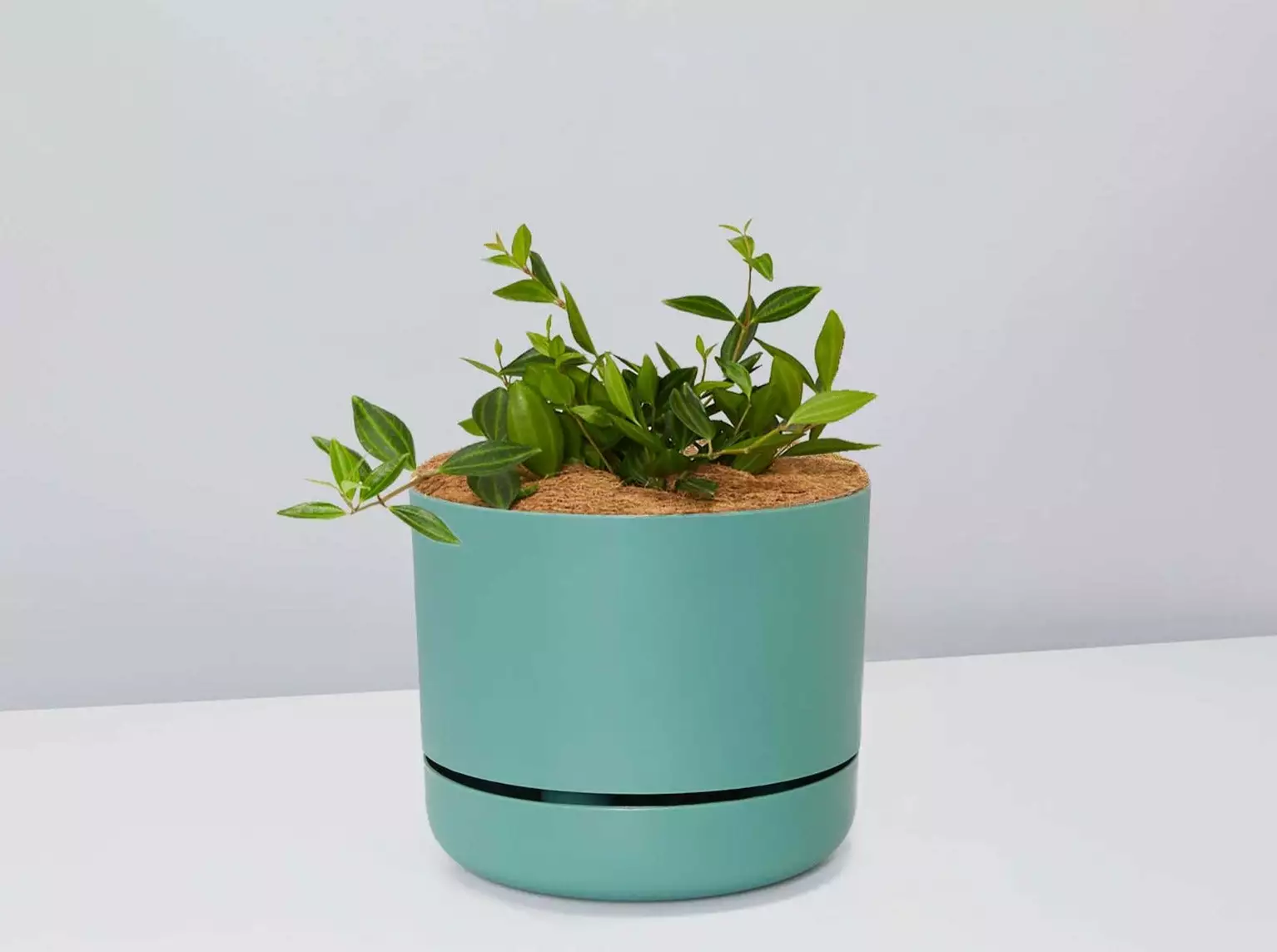 Peperomia Diamond - Pot + Plant + Soil 12 Peperomia Diamond - Pot + Plant + Soil - Image 10