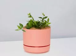 Peperomia Diamond - Pot + Plant + Soil 25 Peperomia Diamond - Pot + Plant + Soil -Plants in a Box Sales Shop PeperomiaPuteolataDiamond Persimmon