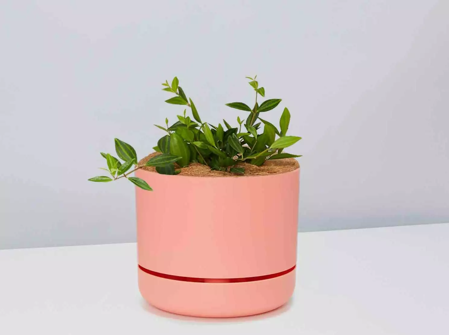 Peperomia Diamond - Pot + Plant + Soil 13 Peperomia Diamond - Pot + Plant + Soil - Image 11