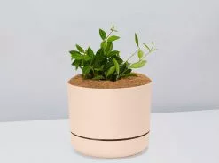 Peperomia Diamond - Pot + Plant + Soil 18 Peperomia Diamond - Pot + Plant + Soil -Plants in a Box Sales Shop PeperomiaRoccaVerde ApricotPot 90df691f 5f67 429d a203 34d9496bb0c9