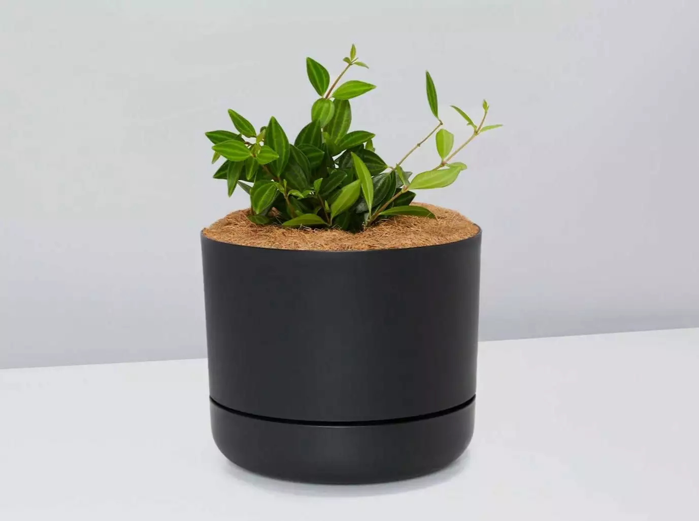 Peperomia Diamond - Pot + Plant + Soil 7 Peperomia Diamond - Pot + Plant + Soil - Image 5
