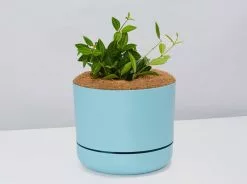 Peperomia Diamond - Pot + Plant + Soil 17 Peperomia Diamond - Pot + Plant + Soil -Plants in a Box Sales Shop PeperomiaRoccaVerde BluePot c78e450e f083 4cbe be1e faca5a635da8