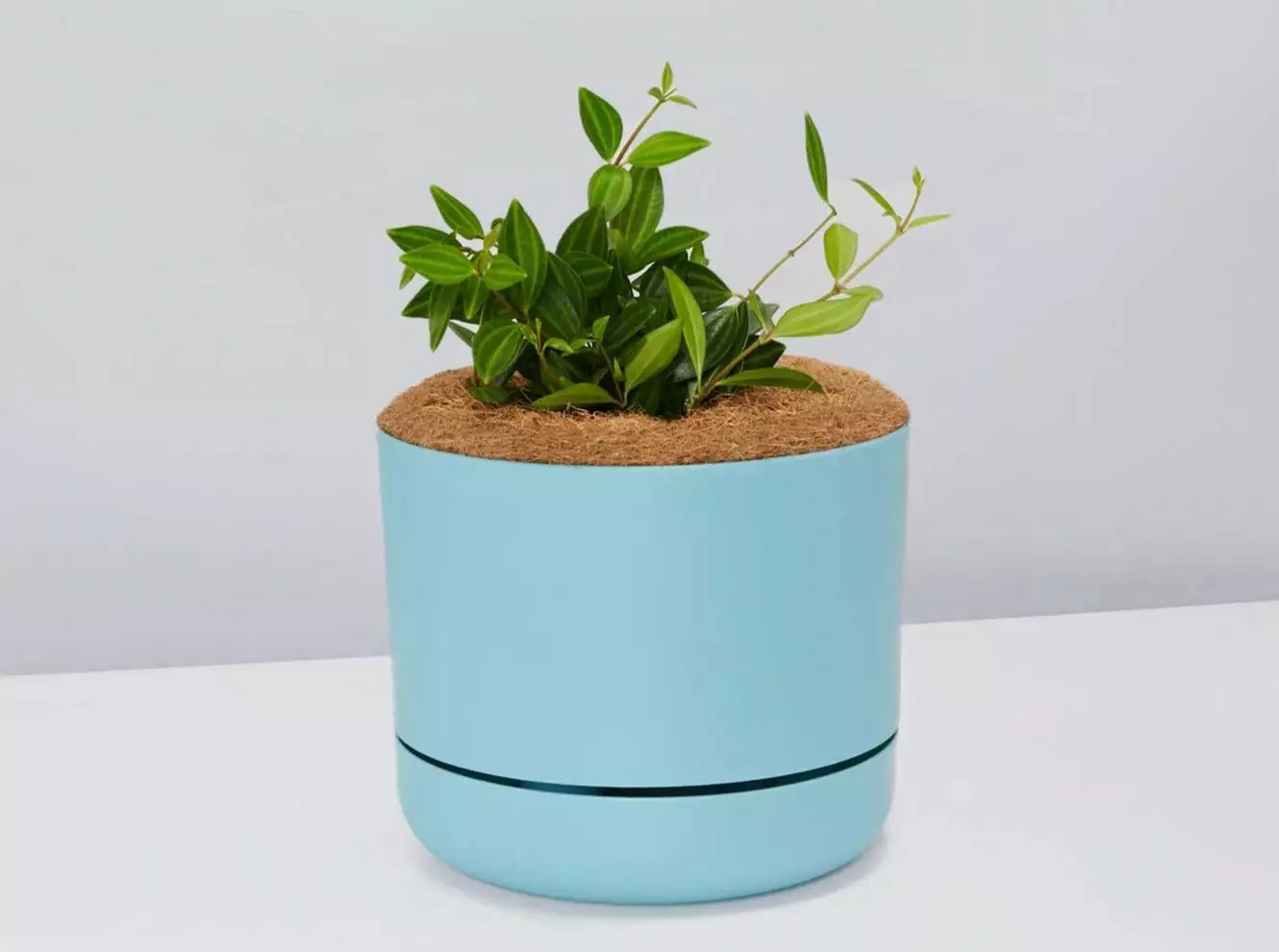 Peperomia Diamond - Pot + Plant + Soil 5 Peperomia Diamond - Pot + Plant + Soil - Image 3