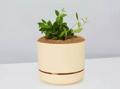 Peperomia Diamond - Pot + Plant + Soil 20 Peperomia Diamond - Pot + Plant + Soil -Plants in a Box Sales Shop PeperomiaRoccaVerde BuffPot 8ee88311 396e 4cba 9abd e7d8cf5ad1d9