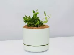 Peperomia Diamond - Pot + Plant + Soil 22 Peperomia Diamond - Pot + Plant + Soil -Plants in a Box Sales Shop PeperomiaRoccaVerde FogPot e1b07451 ff15 4450 b93a 4b0b133a3e69