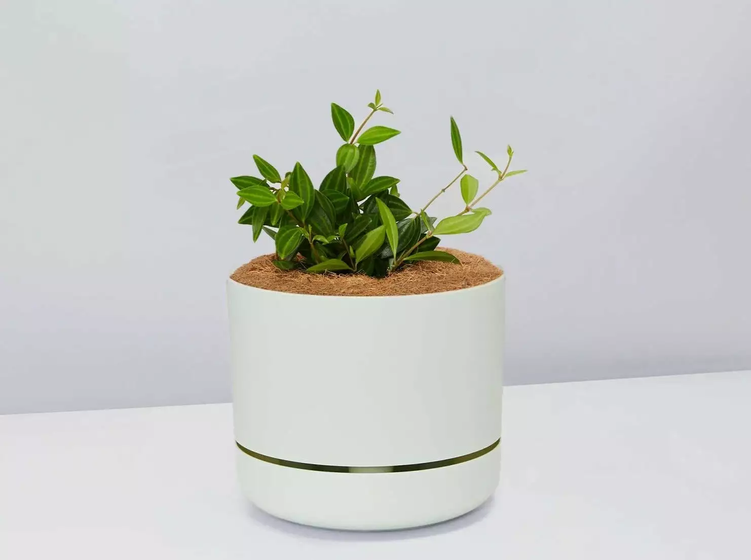 Peperomia Diamond - Pot + Plant + Soil 10 Peperomia Diamond - Pot + Plant + Soil - Image 8