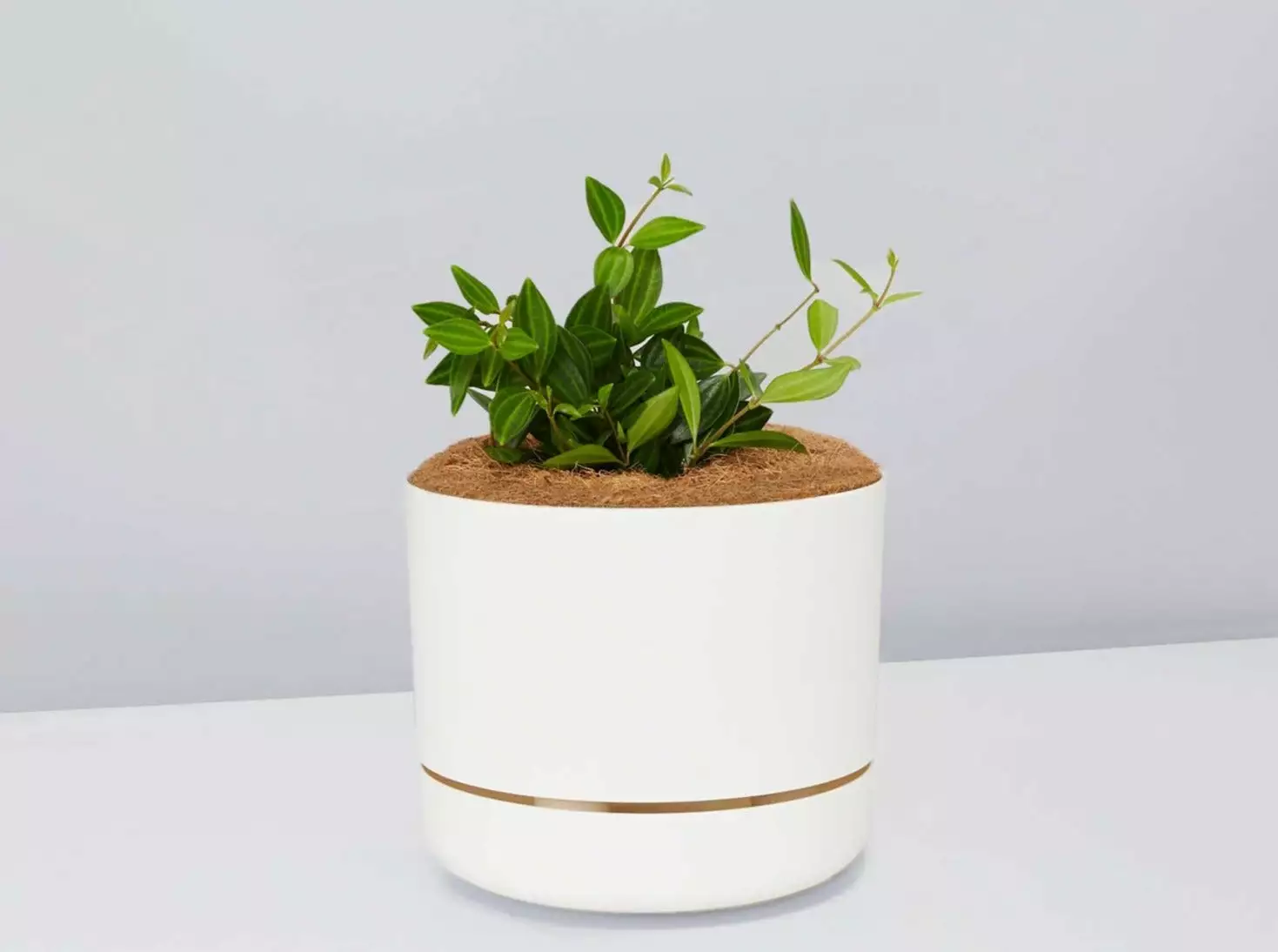 Peperomia Diamond - Pot + Plant + Soil 11 Peperomia Diamond - Pot + Plant + Soil - Image 9
