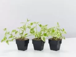 Cupid Peperomia Variegated Plant Pack -Plants in a Box Sales Shop PeperomiaScandensVariegata 3plants f3eb27df 3b78 4e4d 93ff 816af6fd2eb5