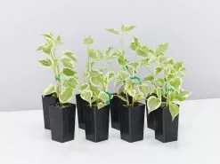 Cupid Peperomia Variegated Plant Pack