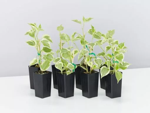 Cupid Peperomia Variegated Plant Pack -Plants in a Box Sales Shop PeperomiaScandensVariegata 8 plants 834d5891 77c0 4a81 ba45 e9da8b2213a8