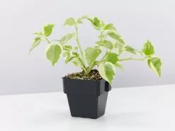 Cupid Peperomia Variegated Plant Pack -Plants in a Box Sales Shop PeperomiaScandensVariegata single 39cfd249 2502 46cf af53 f97d649a1976