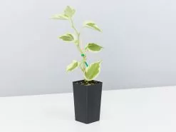 Cupid Peperomia Variegated Plant Pack -Plants in a Box Sales Shop PeperomiaScandensVariegata single aa2f8a5e 6479 4e48 9437 112014e01be5