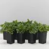 Dwarf Watermelon (Peperomia Verschaffeltii) -Plants in a Box Sales Shop PeperomiaVerschaffettiiDwarfWatermelon 8plants 3fe50e49 abc1 4bf0 97cc fde51b741588