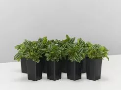 Dwarf Watermelon (Peperomia Verschaffeltii)