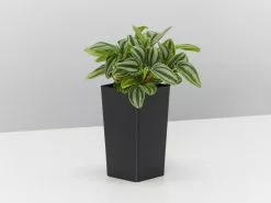 Dwarf Watermelon (Peperomia Verschaffeltii) -Plants in a Box Sales Shop PeperomiaVerschaffettiiDwarfWatermelon single b4f12e6f ebc3 42f0 aac8 8c786810acb4