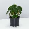 Coin Leaf Peperomia - Pot + Plant + Soil -Plants in a Box Sales Shop Peperomia Polybotrya Single da7216a1 e88d 4b7a a358 c5742105ef35
