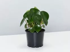 Coin Leaf Peperomia - Pot + Plant + Soil