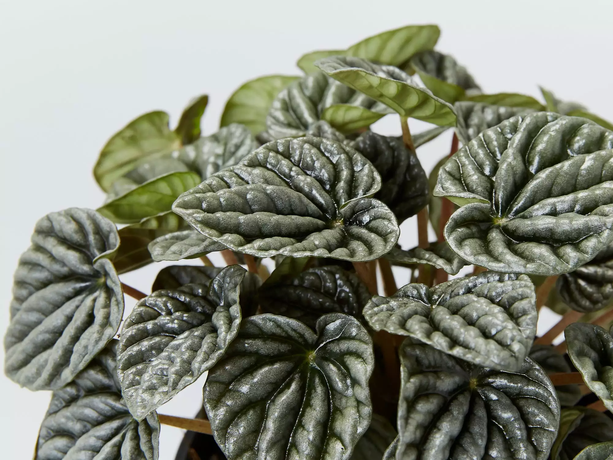 Peperomia Silver Ripple - Pot + Plant + Soil 4 Peperomia Silver Ripple - Pot + Plant + Soil - Image 2