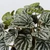 Peperomia Caperata Emerald Ripple -Plants in a Box Sales Shop Peperomia caperata Silver Ripple detail dd462ca7 5d94 4ee1 ac83 77e573d387ca