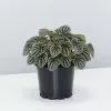 Peperomia Silver Ripple - Pot + Plant + Soil -Plants in a Box Sales Shop Peperomia caperata Silver Ripple single