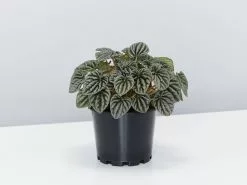 Peperomia Silver Ripple - Pot + Plant + Soil
