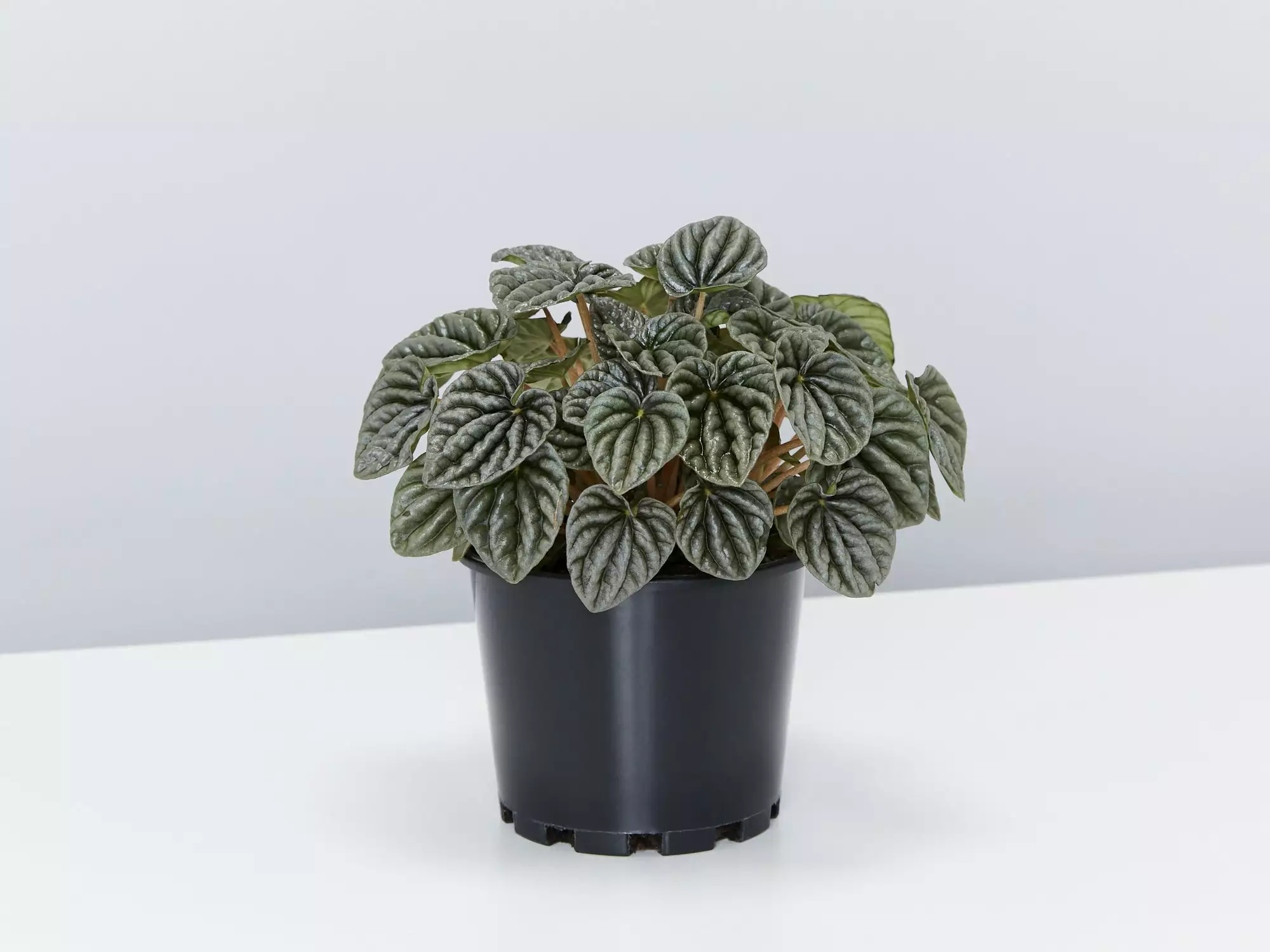 Peperomia Silver Ripple - Pot + Plant + Soil 3 Peperomia Silver Ripple - Pot + Plant + Soil