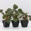 Peperomia Caperata Silver Beauty
