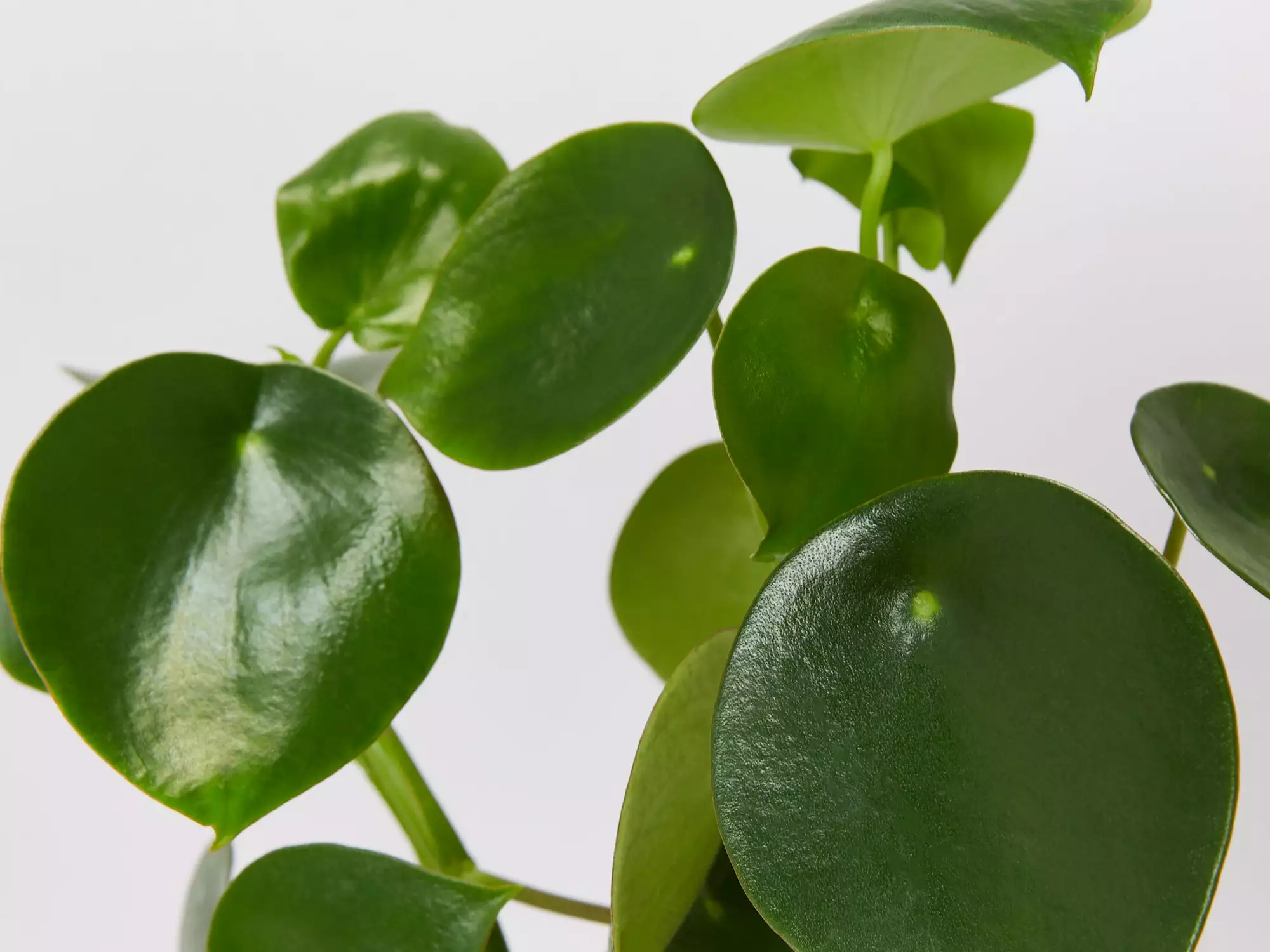 All About Peperomia Pack 9 All About Peperomia Pack - Image 7