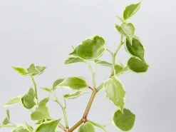 Cupid Peperomia Variegated - Pot + Plant + Soil 18 Cupid Peperomia Variegated - Pot + Plant + Soil -Plants in a Box Sales Shop PepperomiaScandensVariegated detail