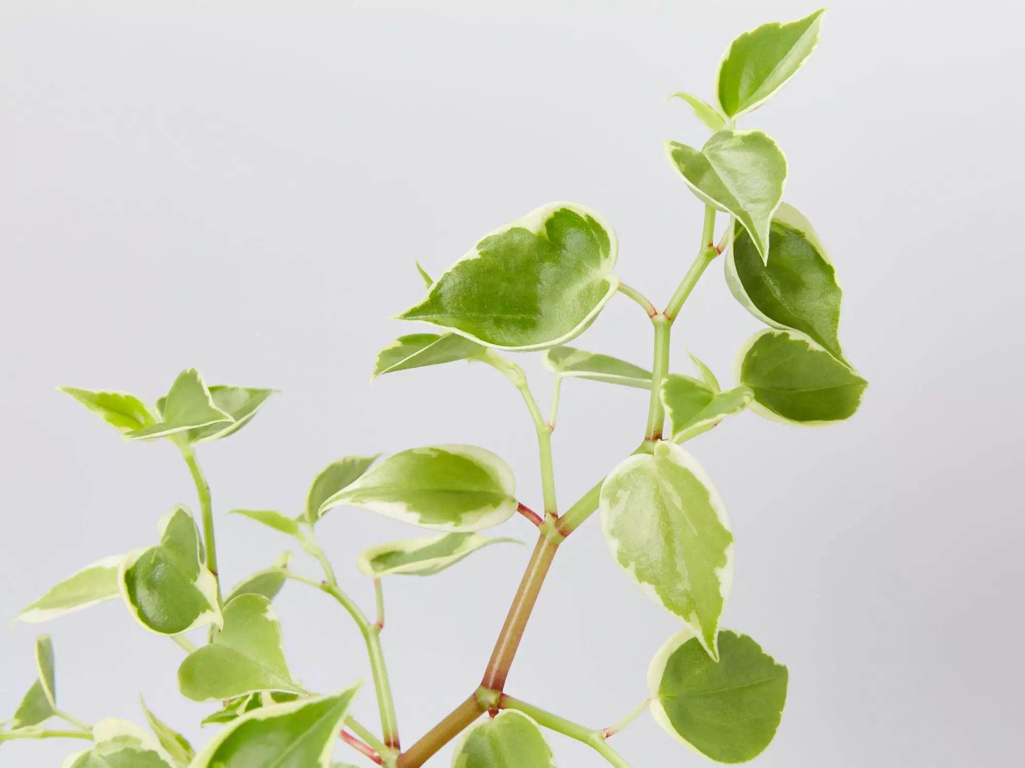 Cupid Peperomia Variegated - Pot + Plant + Soil 5 Cupid Peperomia Variegated - Pot + Plant + Soil - Image 3
