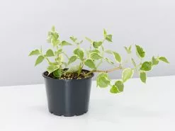 Cupid Peperomia Variegated Plant Pack -Plants in a Box Sales Shop PepperomiaScandensVariegated single 30ac187c e679 48f2 88e1 1b465b61fc90