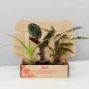 Pet-FriendlyðŸ¶ Indoor Plant Pack - Large -Plants in a Box Sales Shop PetFriendlyIndoor85MMBoxShot